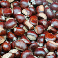 2021 New Harvest Export Natural Hot Selling Good Chinese Fresh Chestnut